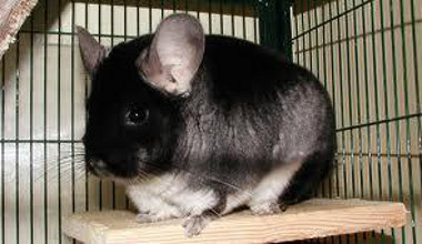 A black Velvet Chinchilla