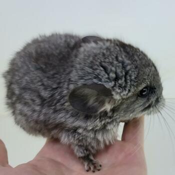 Hikaru